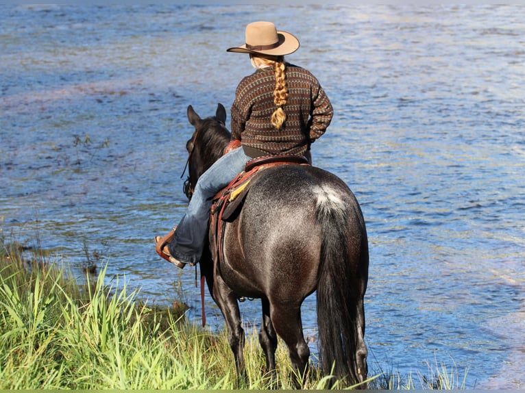 Caballo cuarto de milla Caballo castrado 10 años Ruano azulado in Clarion