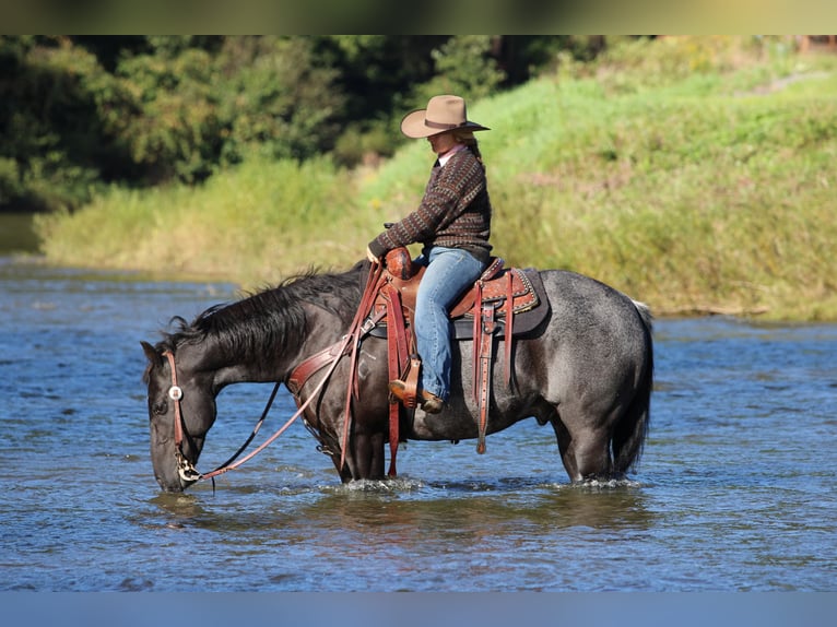 Caballo cuarto de milla Caballo castrado 10 años Ruano azulado in Clarion
