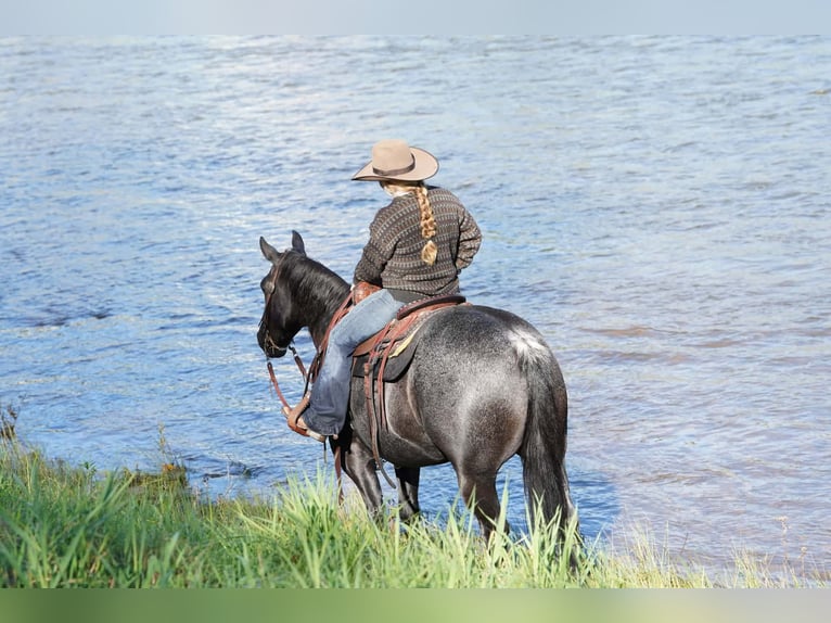 Caballo cuarto de milla Caballo castrado 10 años Ruano azulado in Clarion