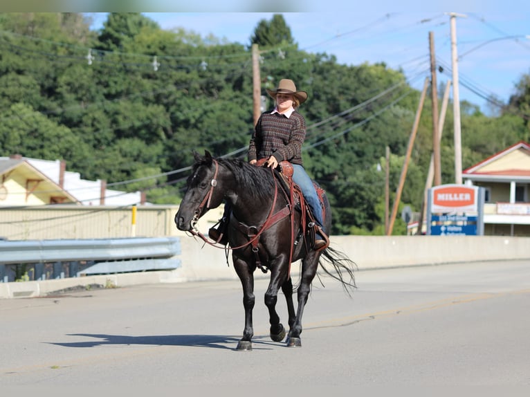 Caballo cuarto de milla Caballo castrado 10 años Ruano azulado in Clarion