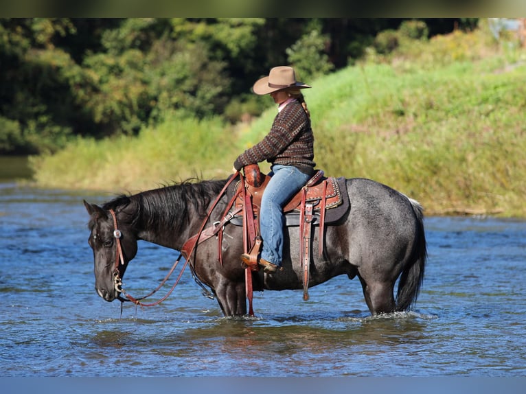 Caballo cuarto de milla Caballo castrado 10 años Ruano azulado in Clarion
