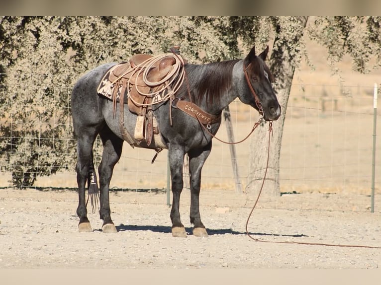 Caballo cuarto de milla Caballo castrado 10 años Ruano azulado in Tres Pinos