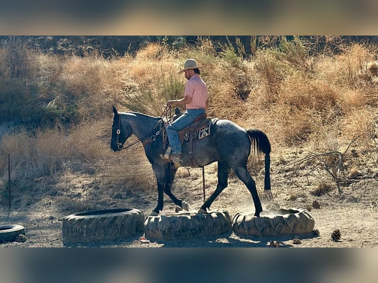 Caballo cuarto de milla Caballo castrado 10 años Ruano azulado in Tres Pinos