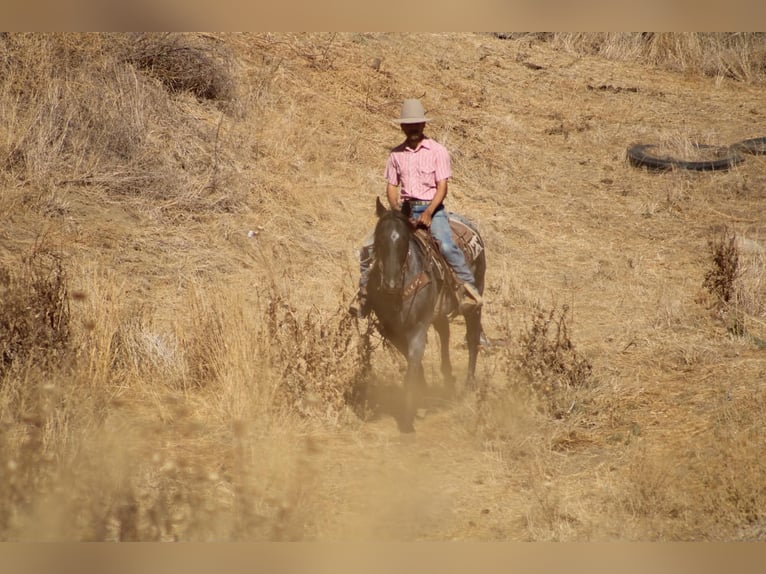 Caballo cuarto de milla Caballo castrado 10 años Ruano azulado in Tres Pinos