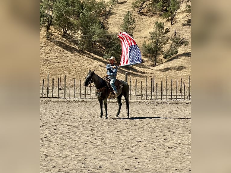 Caballo cuarto de milla Caballo castrado 10 años Ruano azulado in Tres Pinos