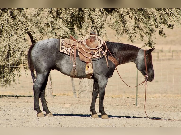 Caballo cuarto de milla Caballo castrado 10 años Ruano azulado in Tres Pinos