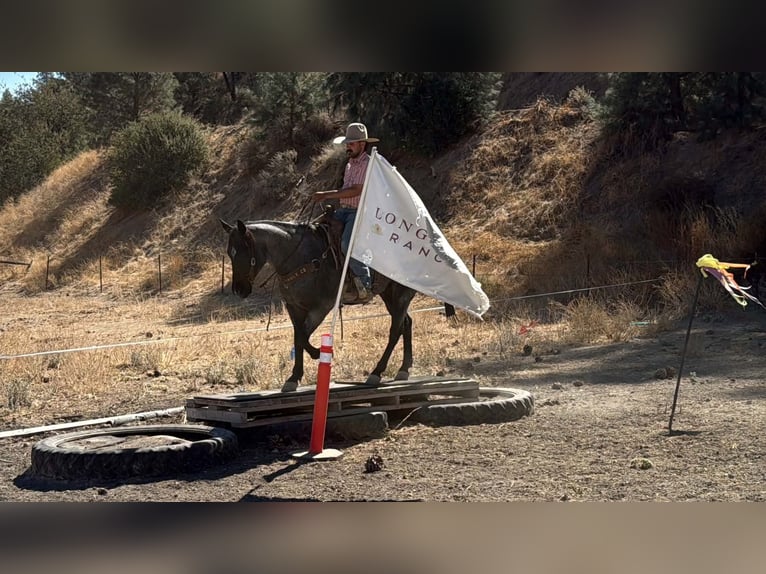 Caballo cuarto de milla Caballo castrado 10 años Ruano azulado in Tres Pinos