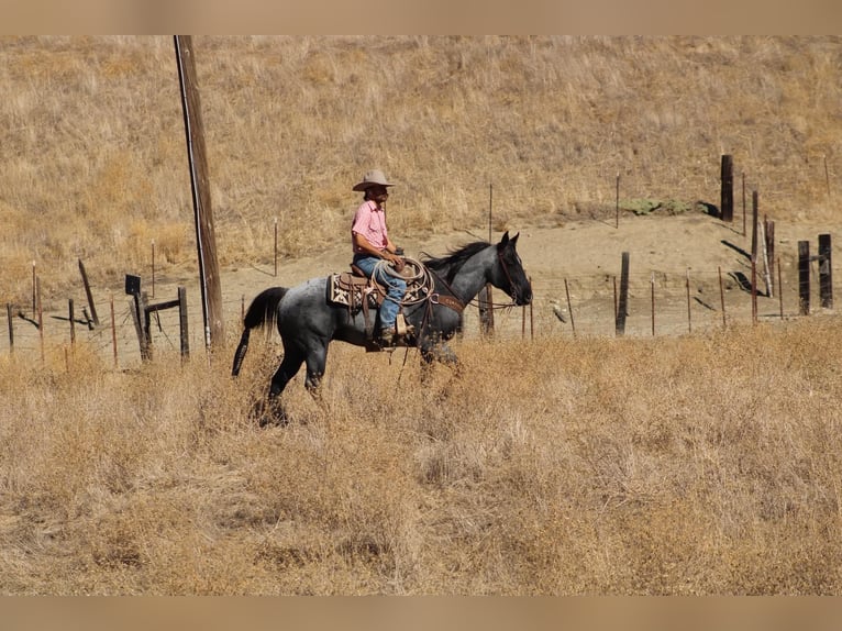 Caballo cuarto de milla Caballo castrado 10 años Ruano azulado in Tres Pinos