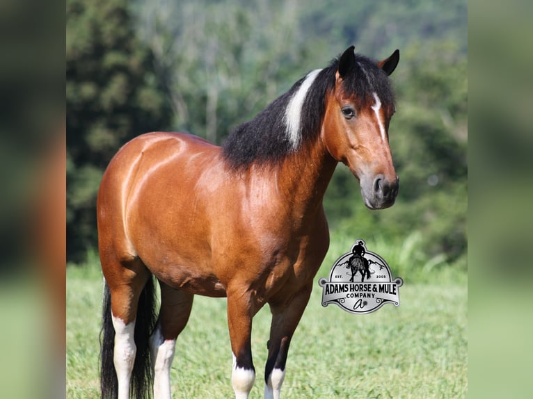 Caballo cuarto de milla Caballo castrado 10 años Tobiano-todas las-capas in Far Hills