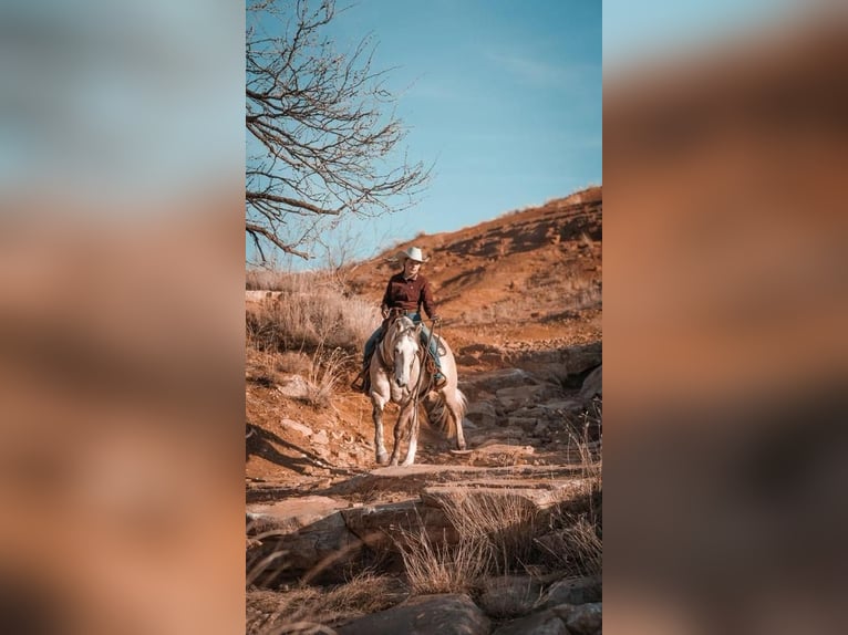 Caballo cuarto de milla Caballo castrado 10 años Tordo in Canyon, TX