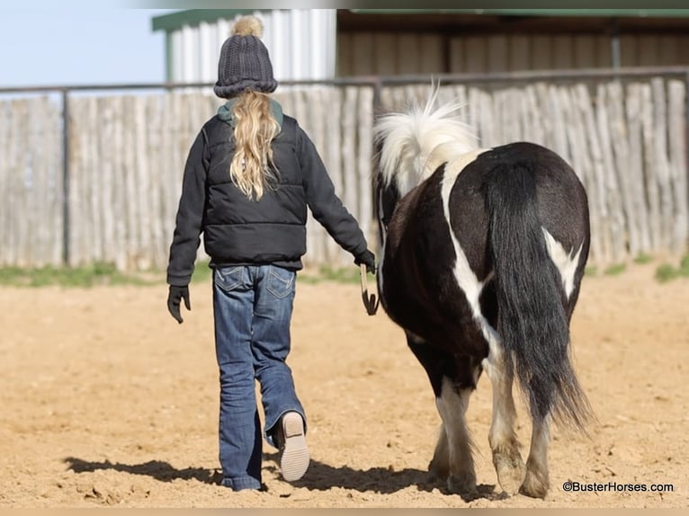 Caballo cuarto de milla Caballo castrado 11 años 112 cm Tobiano-todas las-capas in Weatherford TX