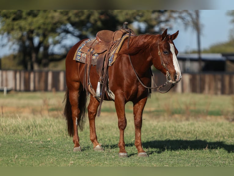 Caballo cuarto de milla Caballo castrado 11 años 142 cm Alazán rojizo in Stephenville