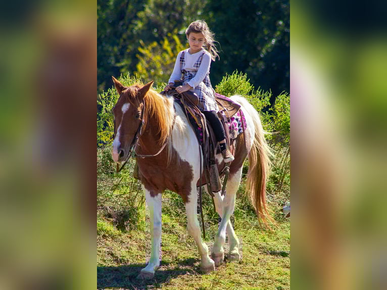Caballo cuarto de milla Caballo castrado 11 años 142 cm Tobiano-todas las-capas in Poolville TX