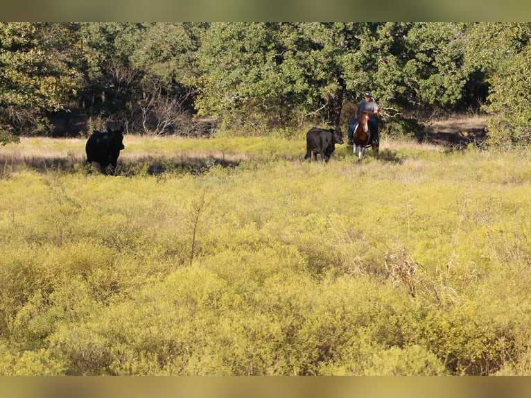 Caballo cuarto de milla Caballo castrado 11 años 142 cm Tobiano-todas las-capas in Poolville TX