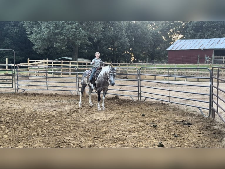 Caballo cuarto de milla Caballo castrado 11 años 142 cm Tordo in Sebree