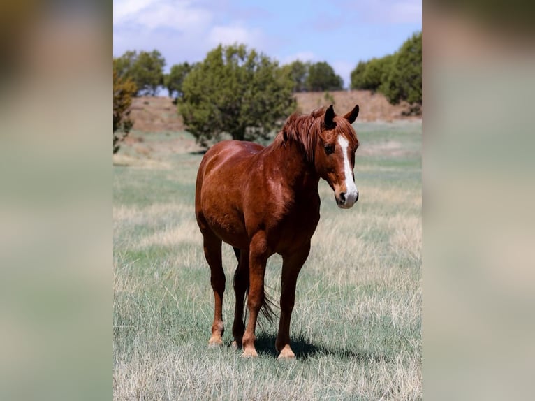 Caballo cuarto de milla Caballo castrado 11 años 145 cm Alazán-tostado in Camp Verde AZ