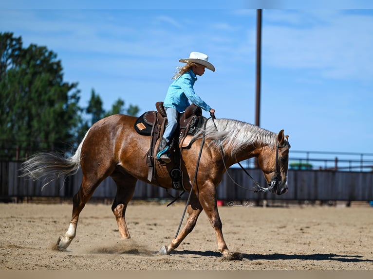 Caballo cuarto de milla Caballo castrado 11 años 145 cm Palomino in Canistota, SD