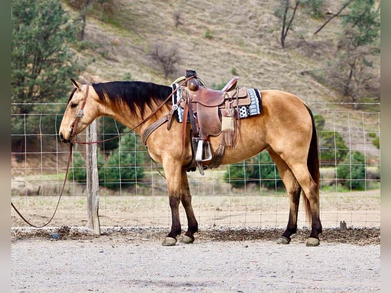 Caballo cuarto de milla Caballo castrado 11 años 147 cm Buckskin/Bayo in Bitterwater CA