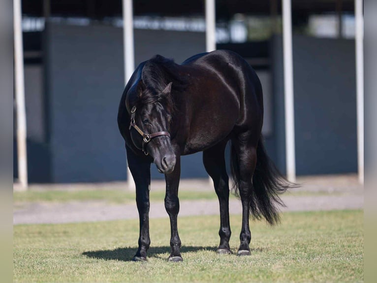Caballo cuarto de milla Caballo castrado 11 años 147 cm Negro in El Paso TX