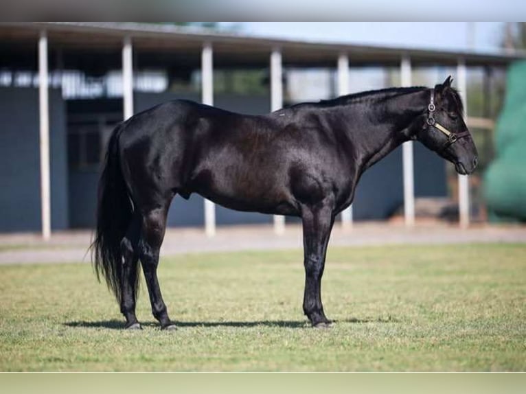 Caballo cuarto de milla Caballo castrado 11 años 147 cm Negro in El Paso TX