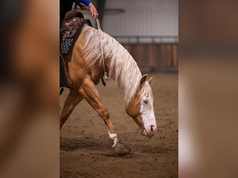 Caballo cuarto de milla Caballo castrado 11 años 147 cm Palomino in Canistota