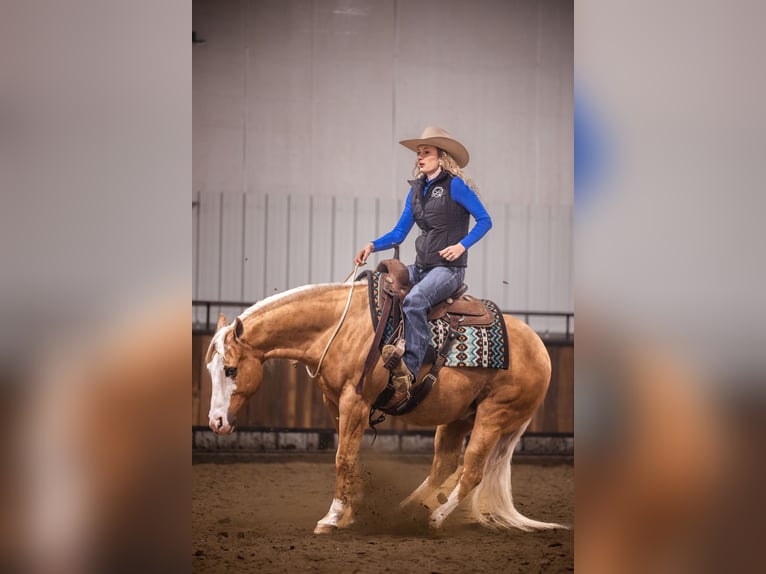 Caballo cuarto de milla Caballo castrado 11 años 147 cm Palomino in Canistota