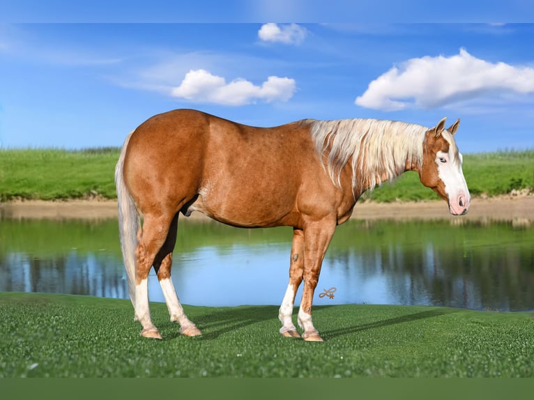 Caballo cuarto de milla Caballo castrado 11 años 147 cm Palomino in Canistota