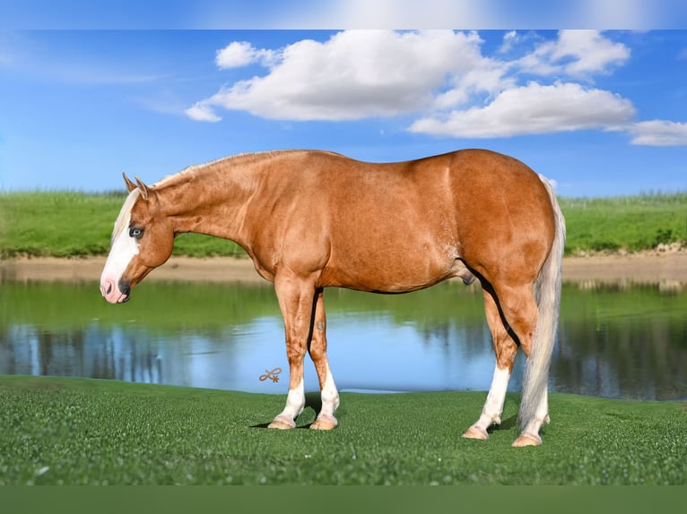 Caballo cuarto de milla Caballo castrado 11 años 147 cm Palomino in Canistota