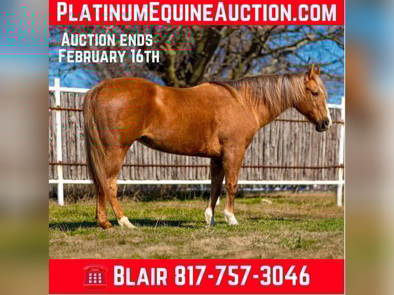 Caballo cuarto de milla Caballo castrado 11 años 147 cm Palomino in Weatherford TX