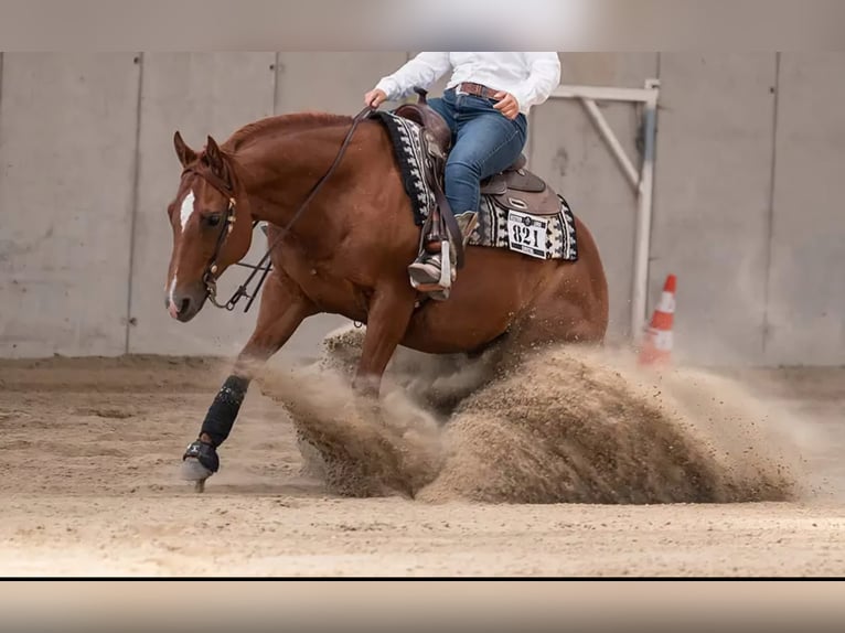 Caballo cuarto de milla Caballo castrado 11 años 148 cm Alazán-tostado in Markranstädt