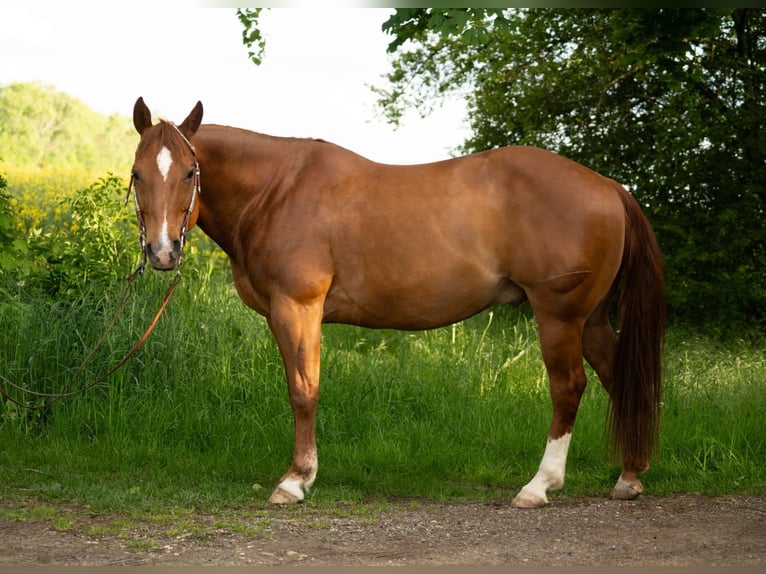 Caballo cuarto de milla Caballo castrado 11 años 148 cm Alazán-tostado in Markranstädt