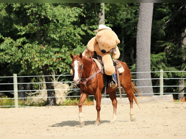Caballo cuarto de milla Caballo castrado 11 años 150 cm Alazán rojizo in Clarion