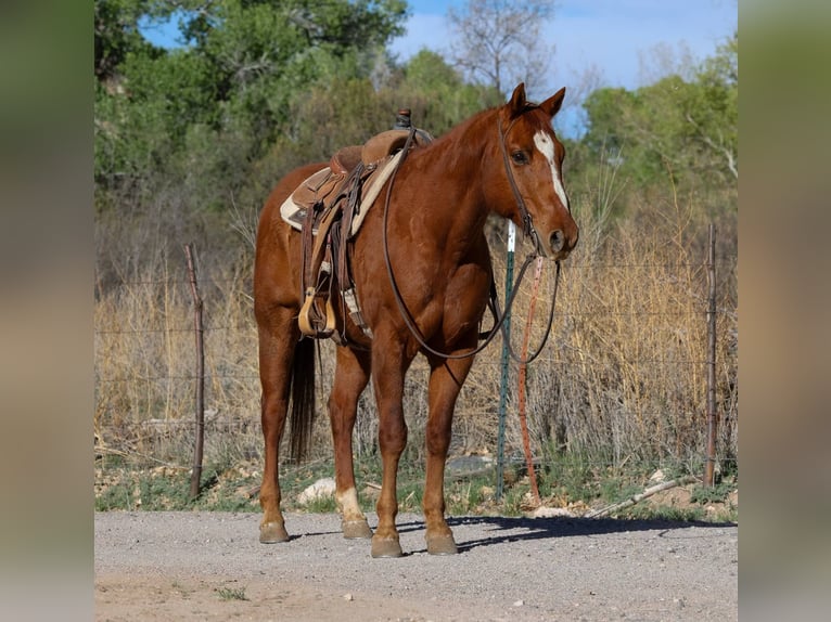 Caballo cuarto de milla Caballo castrado 11 años 150 cm Alazán-tostado in Camp Verde AZ