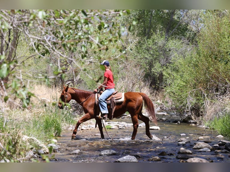 Caballo cuarto de milla Caballo castrado 11 años 150 cm Alazán-tostado in Cottonwood AZ