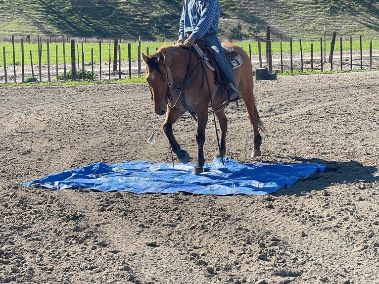 Caballo cuarto de milla Caballo castrado 11 años 150 cm Bayo in Paicines CA