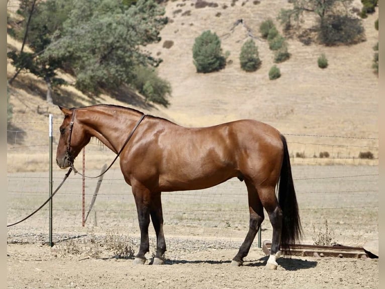 Caballo cuarto de milla Caballo castrado 11 años 150 cm Bayo in Paicines CA