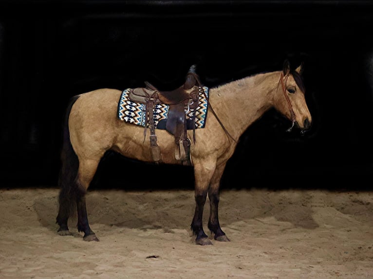 Caballo cuarto de milla Caballo castrado 11 años 150 cm Buckskin/Bayo in Somerset KY