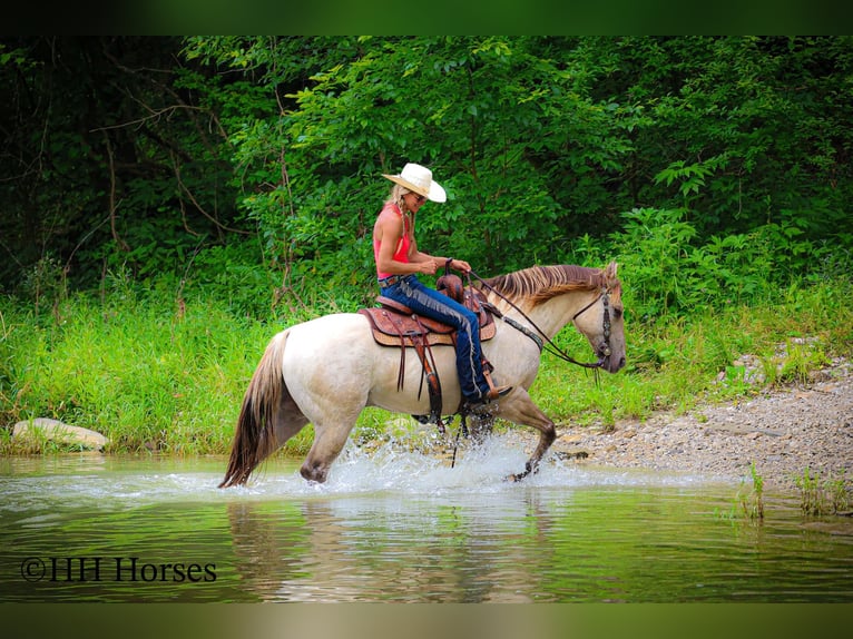 Caballo cuarto de milla Caballo castrado 11 años 150 cm Champán in Flemingsburg, KY