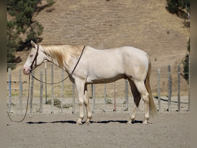 Caballo cuarto de milla Caballo castrado 11 años 150 cm Cremello in Paicines CA