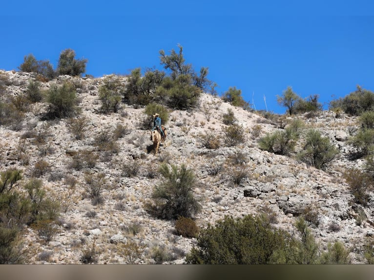 Caballo cuarto de milla Caballo castrado 11 años 150 cm Palomino in Camp Verde TX