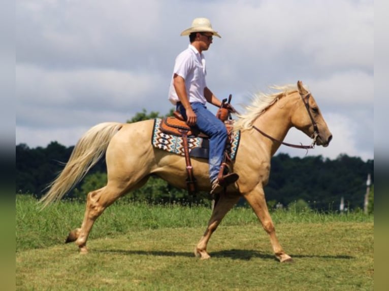 Caballo cuarto de milla Caballo castrado 11 años 150 cm Palomino in Brodhead KY