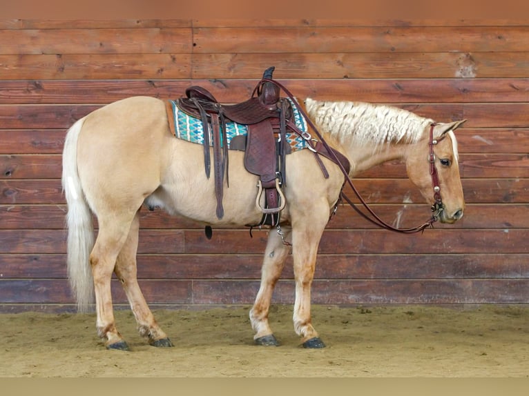Caballo cuarto de milla Caballo castrado 11 años 150 cm Palomino in Clarion