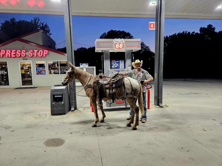 Caballo cuarto de milla Caballo castrado 11 años 150 cm Ruano alazán in LaCygne, KS