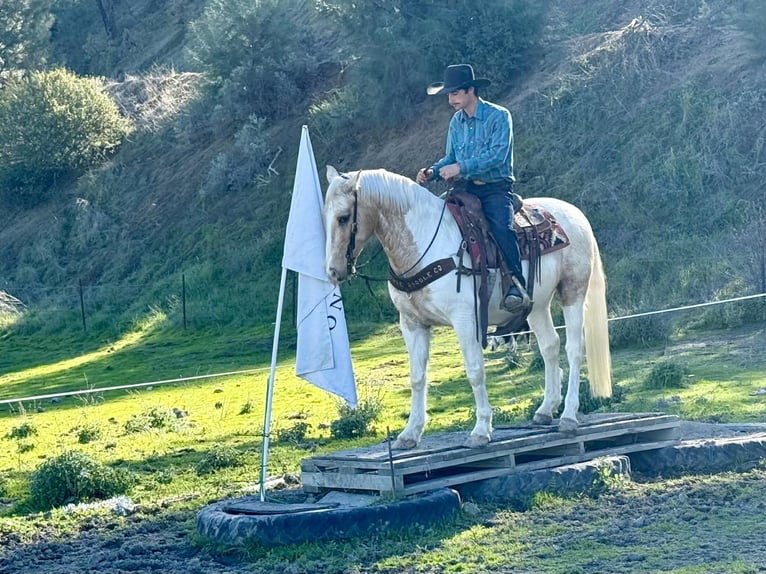 Caballo cuarto de milla Caballo castrado 11 años 150 cm Tobiano-todas las-capas in Paicines CA