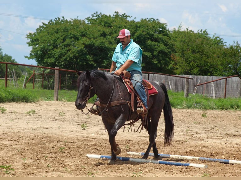 Caballo cuarto de milla Caballo castrado 11 años 150 cm Tordo in Cottonwood AZ