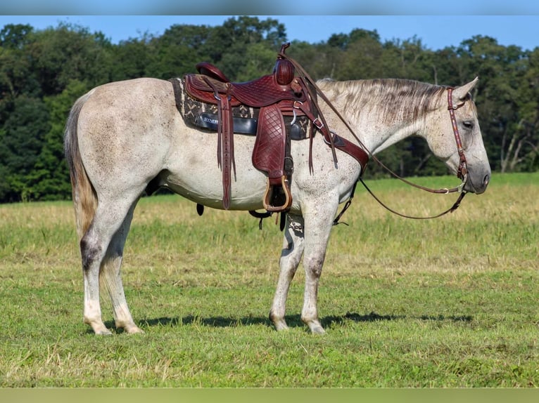 Caballo cuarto de milla Caballo castrado 11 años 150 cm Tordo in Clarion, PA