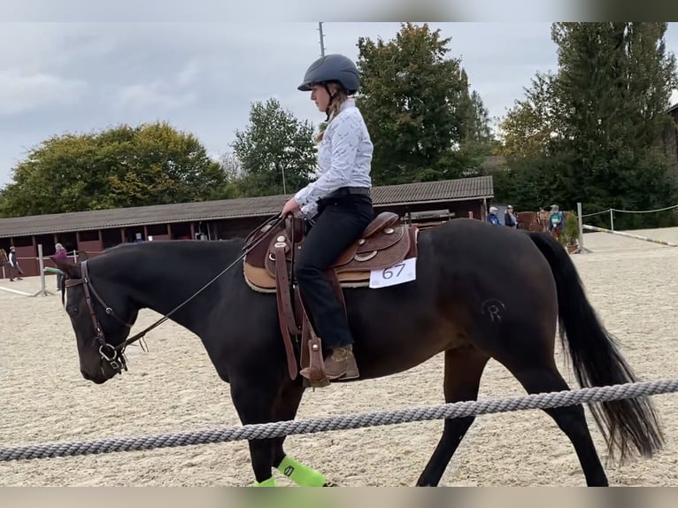 Caballo cuarto de milla Caballo castrado 11 años 151 cm Castaño in Hinwil