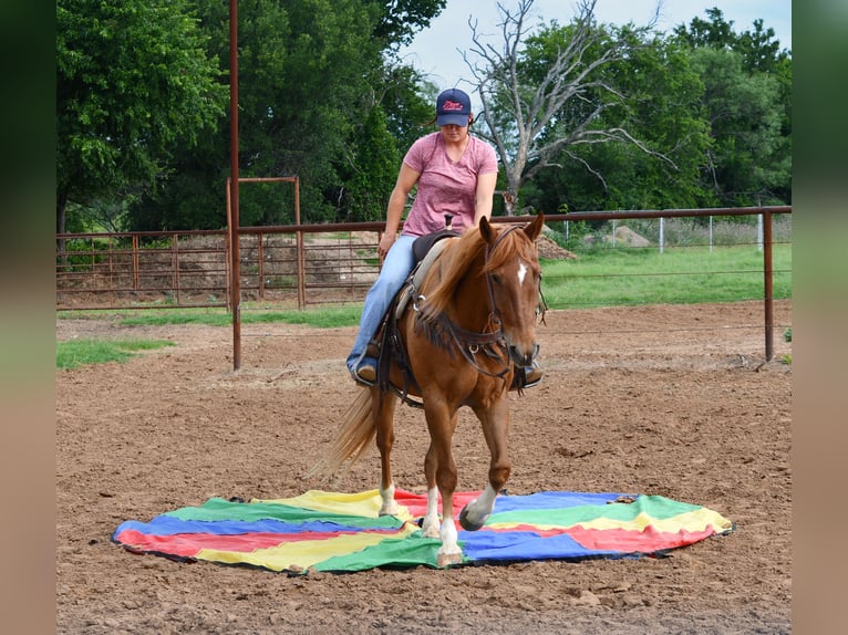 Caballo cuarto de milla Caballo castrado 11 años 152 cm Alazán rojizo in Stephenville