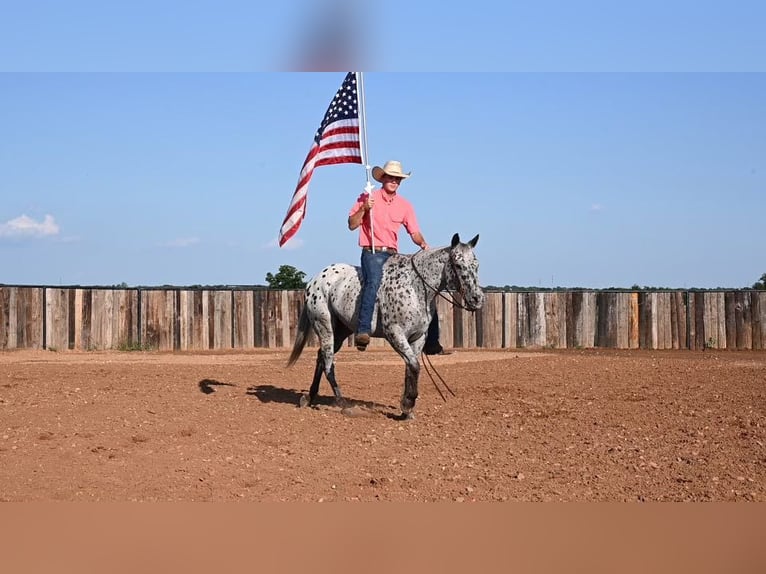Caballo cuarto de milla Caballo castrado 11 años 152 cm Atigrado/Moteado in Waco TX