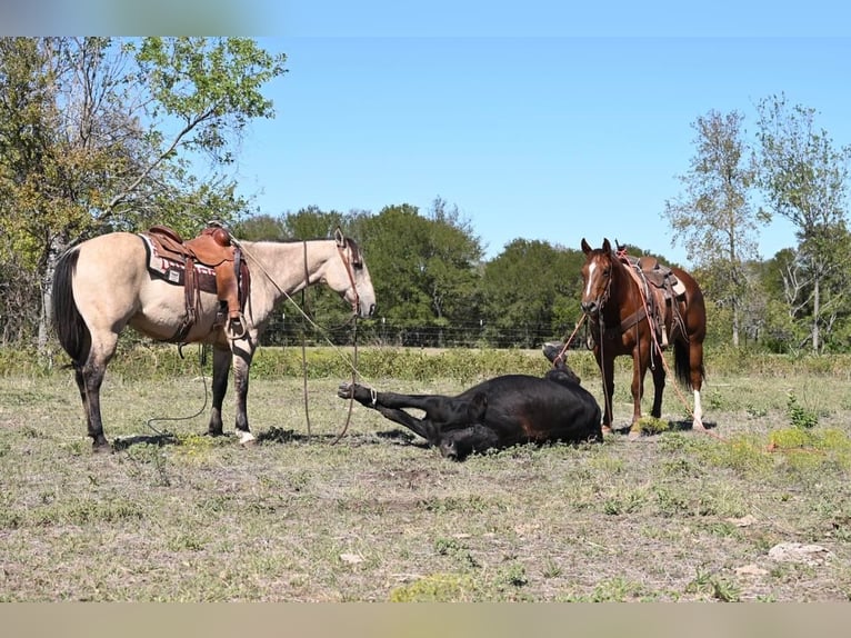 Caballo cuarto de milla Caballo castrado 11 años 152 cm Bayo in Waco TX